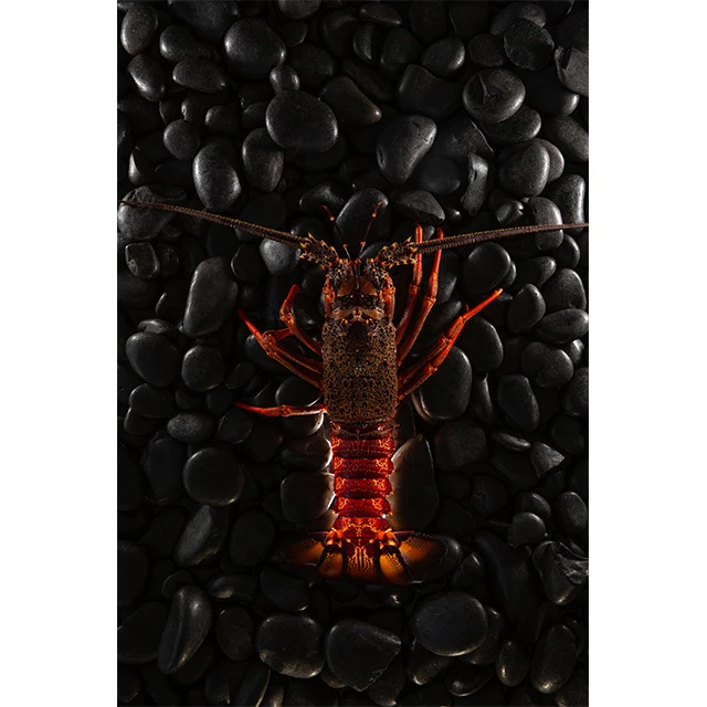 Sothern Rock Lobster Live Seafood Retailers Supplies Rocklobsterprice