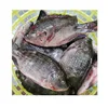 /product-detail/hot-sale-high-quality-frozen-tilapia-fish-60517428277.html
