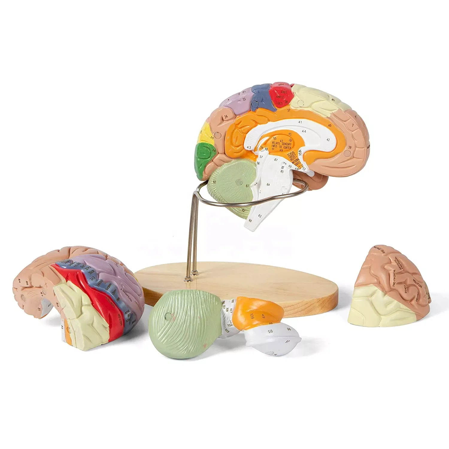 Factory Supply 2parts 4parts 9parts Medical Teaching Anatomical Model