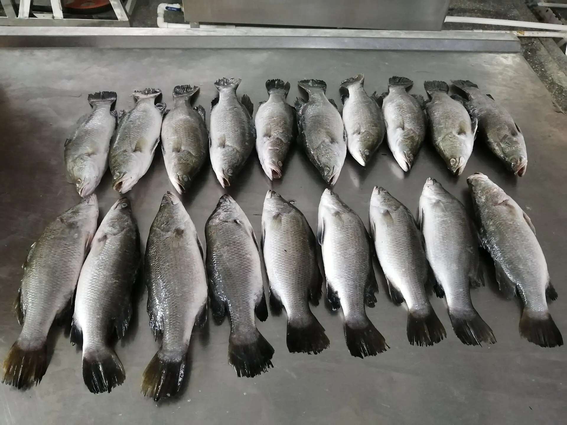 Chinese Seabass Good Quality Frozen Barramundi Fish 600 800g On Sales Buy Barramundi Seabass Frozen Barramundi Product On Alibaba Com