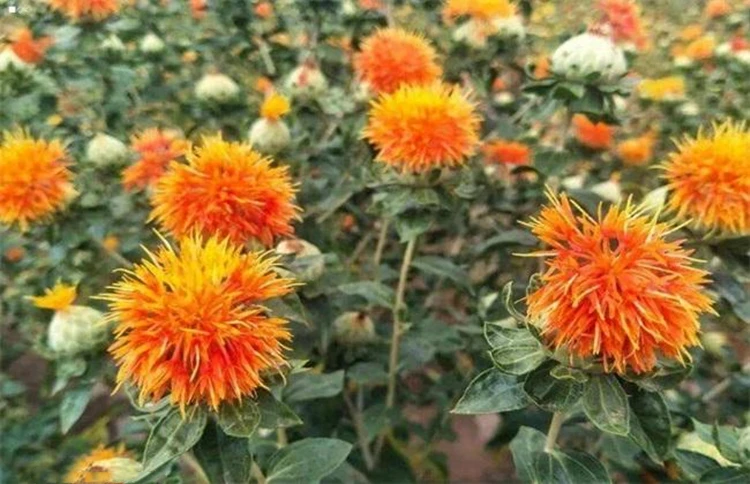 pure natural 10:1 antidepressants saffron powder safflower