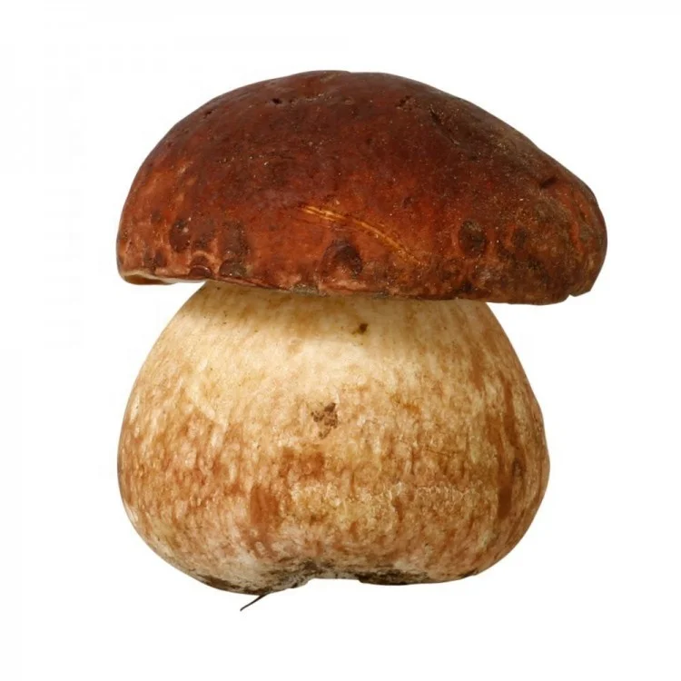 siberian natural cep dried white mushrooms