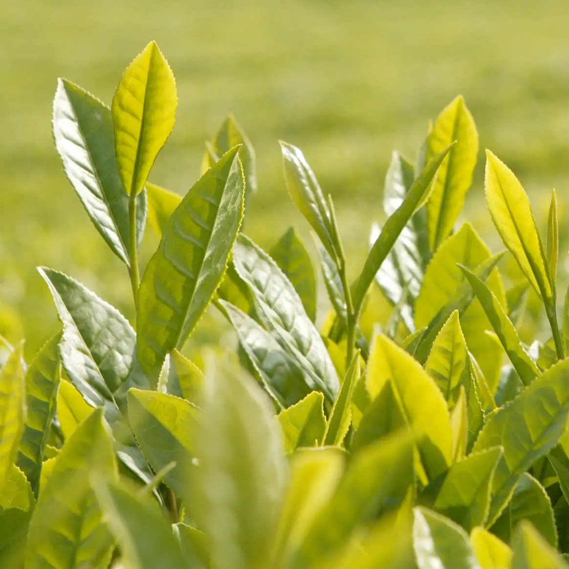 Factory direct supply te de matcha with factory price - 4uTea | 4uTea.com