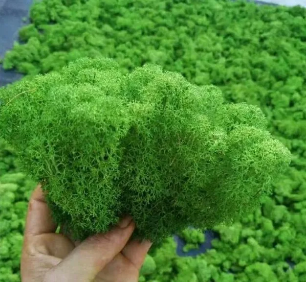 Wholesale Preserved Real Natural Moss Wall Artificial Flower Moss For
