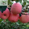 Highest quality 2019 new fuji apple