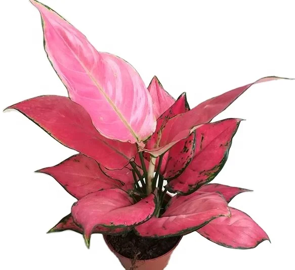 
Hotsale popular wholesale beautiful Aglaonema ornamental live plants bonsai 