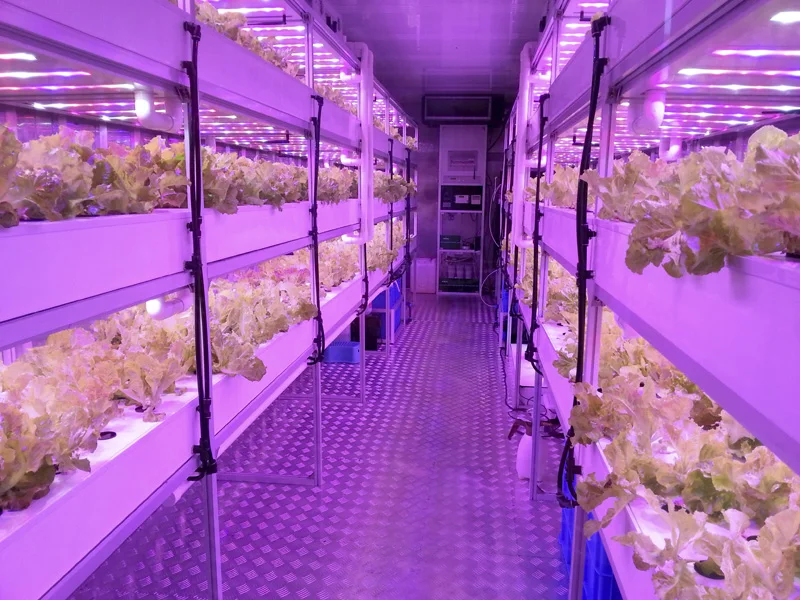 40FT Transforming Shipping Containers Into Local Farms Brings Produce to the City Plant Growing URBAN FARM UNITS