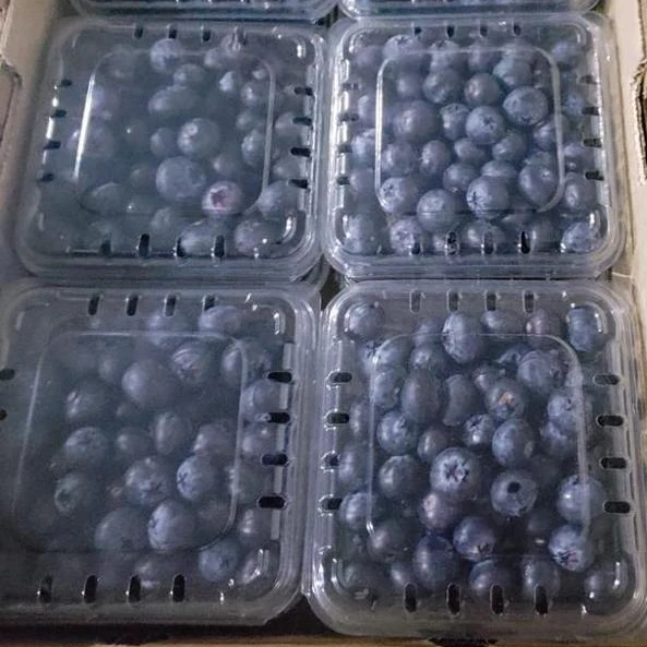 
High Quality Fresh Blueberry 