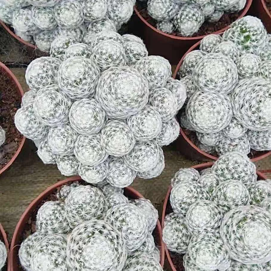 
Mini Garden cactus Indoor Office Home Ornamental Colorful Growing Live Cactus 