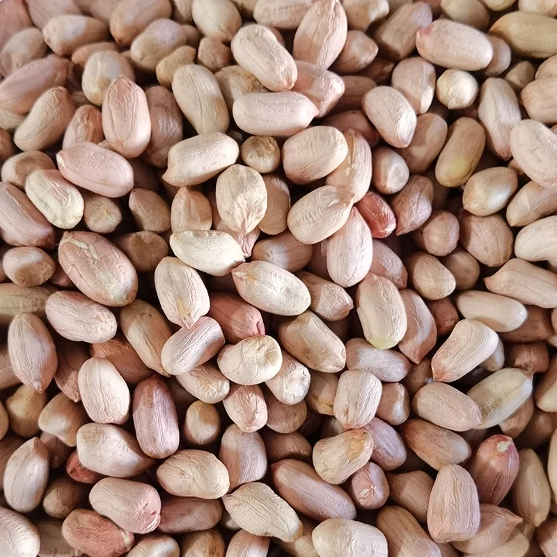 buyers wholesale jumbo raw bold blanched peanuts kernels for cooking factory