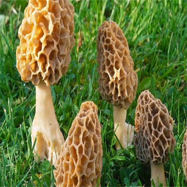 2024 Morel Whole Black Morel Mushrooms Freshly Sundried Wild Chinese