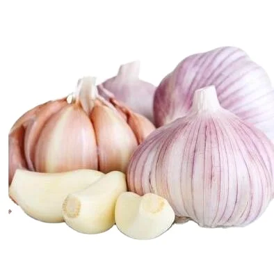 wholesale 2020 new fresh garlic supplier normal white garlic