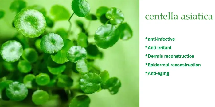 skin whitening gotu kola extract 10% 95% asiaticoside