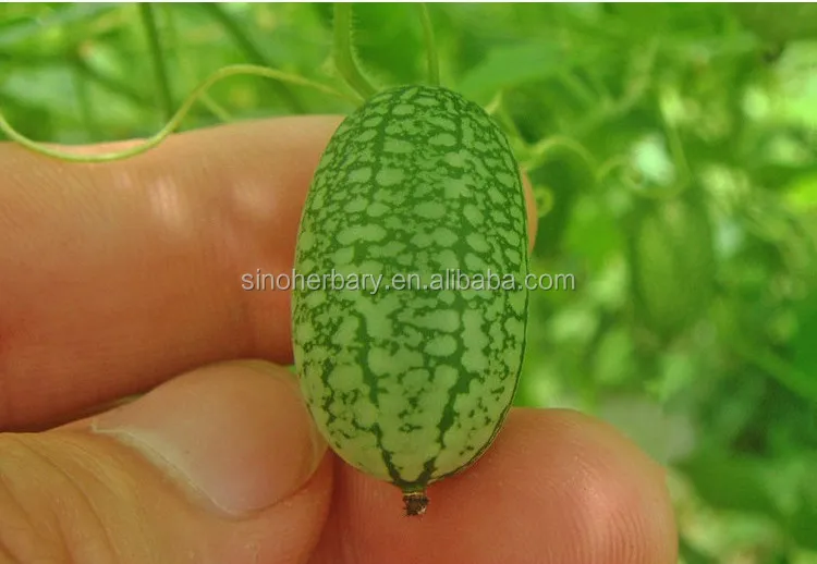 2020 Rare Seeds Thumb Watermelon Seeds For Sale Buy Salad Seeds