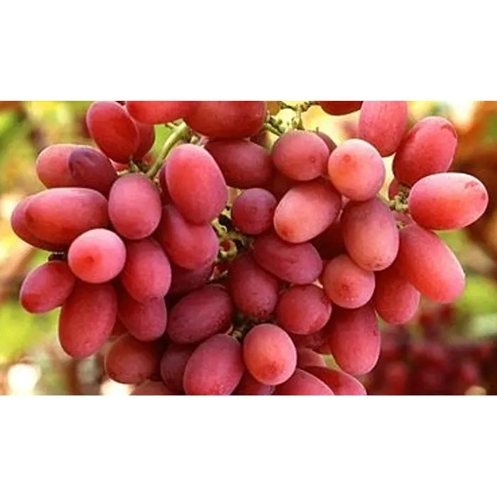 
Hot Selling Top Quality Crimson Seedless Grapes For Wholesale 
