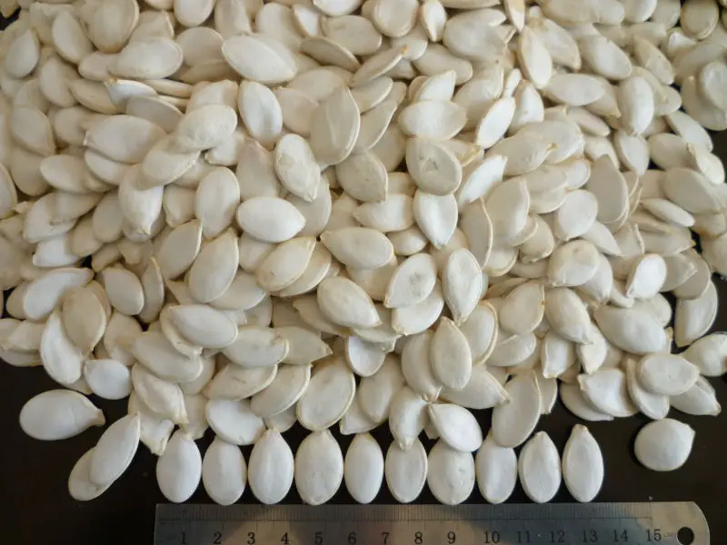 new crop pumpkin  13cm