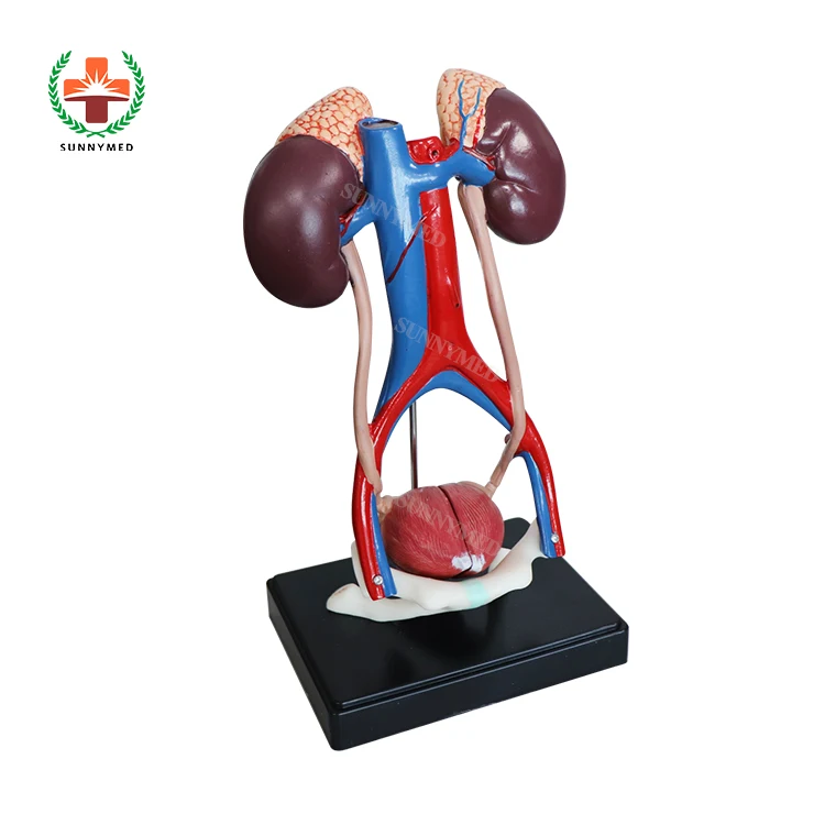 Sy-n042 Human Teaching Male Urinary System Anatomical Model For Medical ...