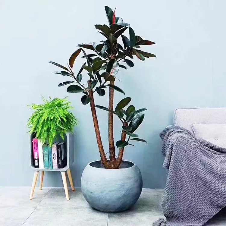 Featured image of post Concrete Plant Pots Indoor - The mentioned indoor plant pots have been compiled in a list of best pots for indoor plants after a lot of contemplation &amp; research on the topic of indoor what are indoor plants exactly?