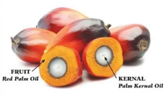 palm oil milling process plant
