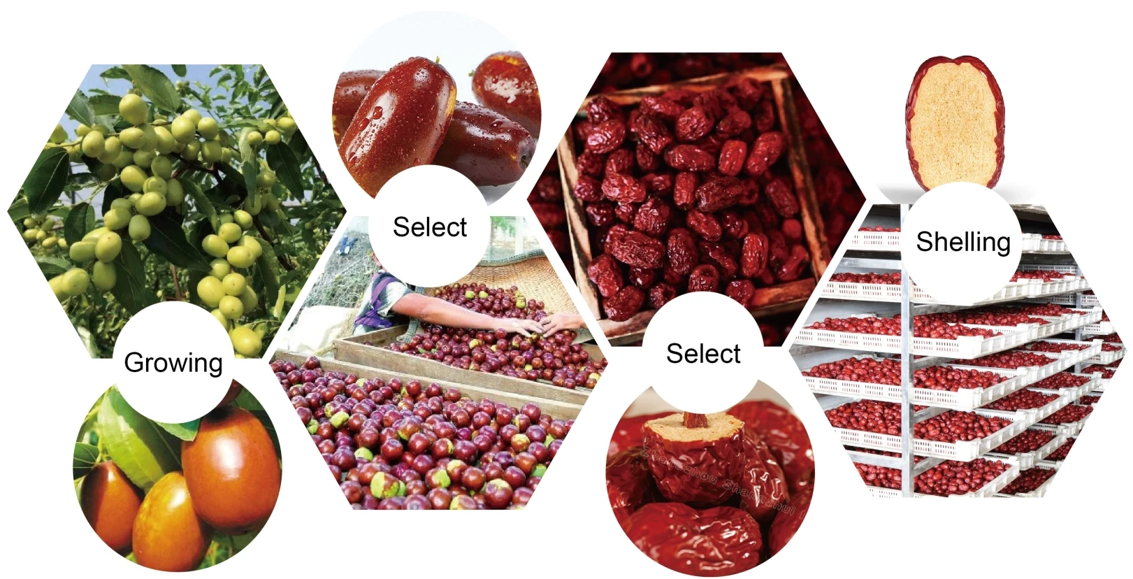 factory price xinjiang red dates asia date fruit sale