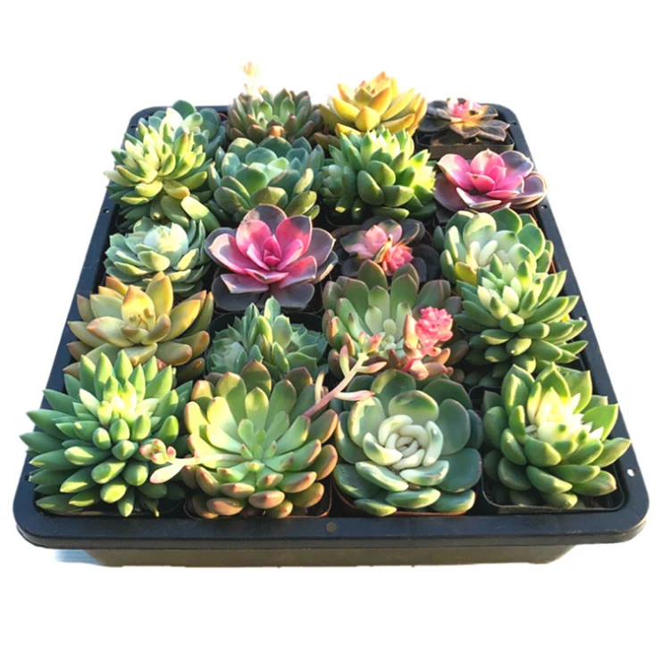 seeding tray1.3