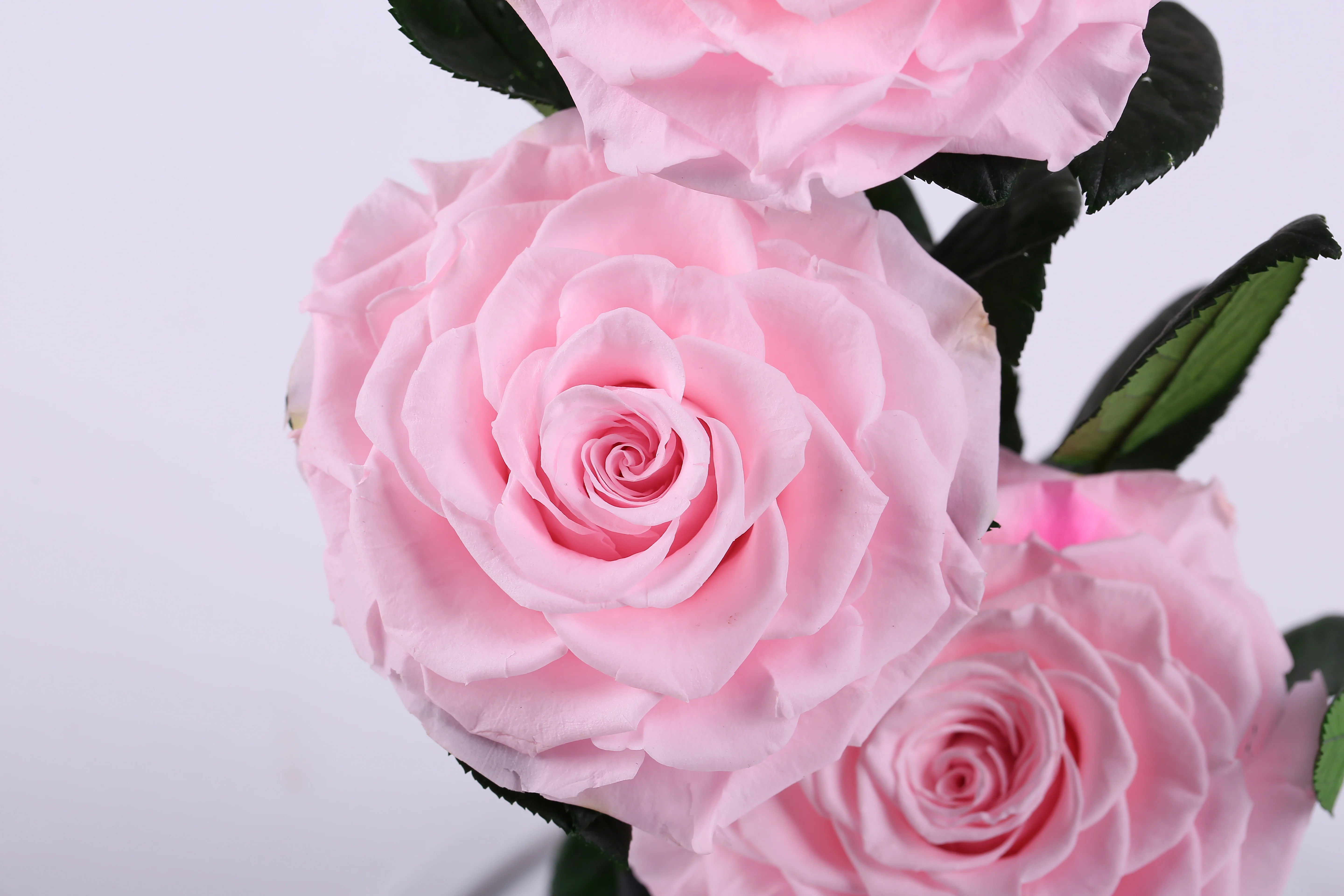 hight quality triple preserved fresh flower roses in glass dome