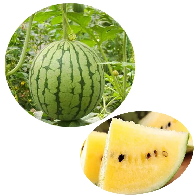 hybrid yellow watermelon seed
