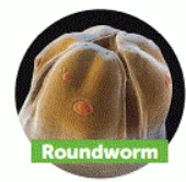 roundworm.png
