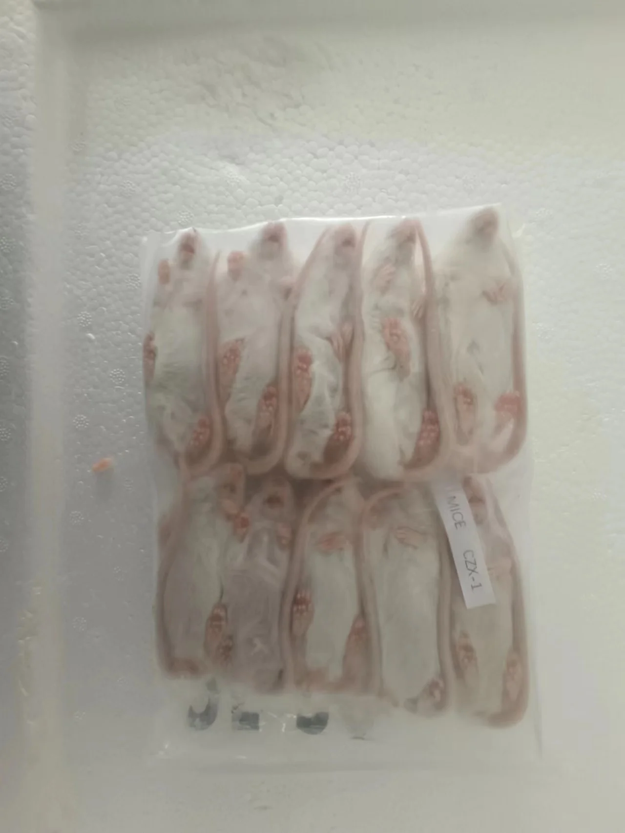 Frozen Mice Frozen Rats Frozen Mouse Mice Rats Mouse Rat Buy Frozen Feeder Mice Frozen Feeder