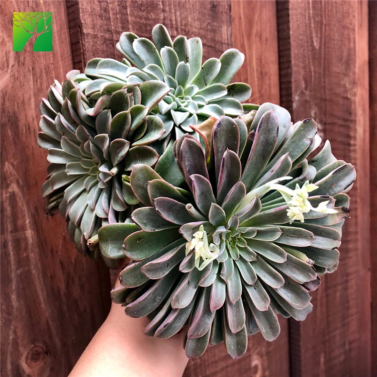 
Hot sale rare natural succulent plant Echeveria Fantastic Fountain Crest 