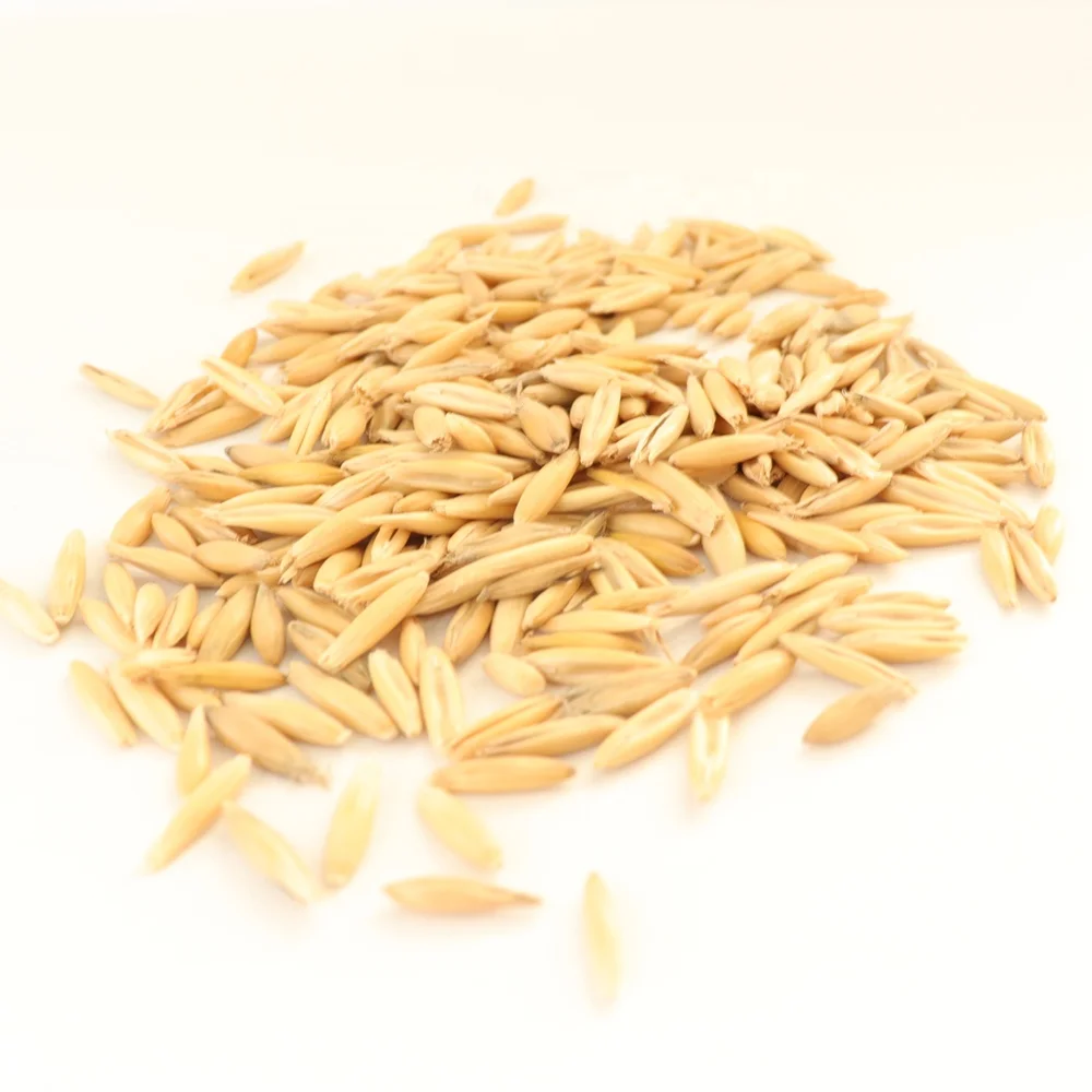 25kg 50kg Bag Raw Whole Unhulled Oat Grain Groats - Buy Wholesale Top ...