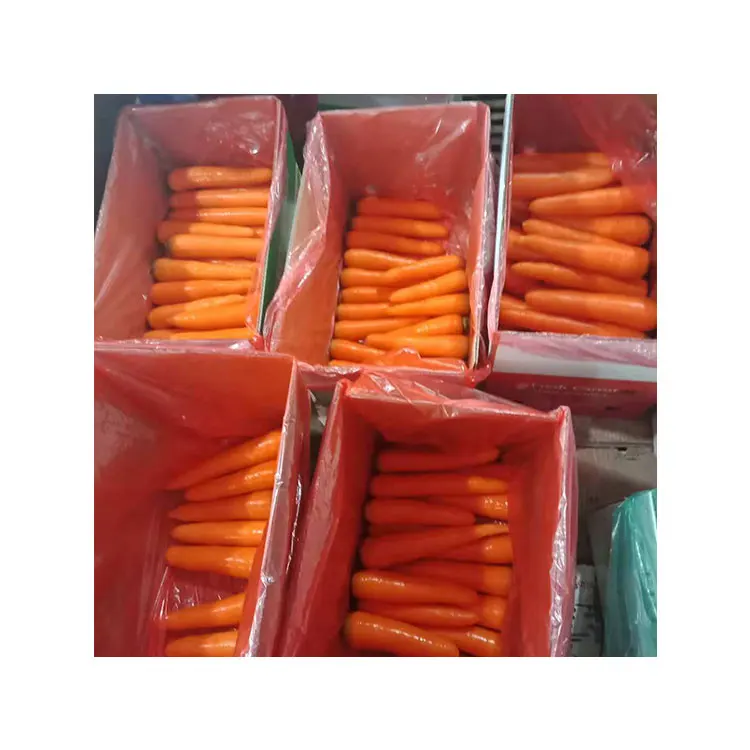 Купить морковь оптом. Китайская морковь. Пиратка морковь китайский пакет. Морковь на китайских палочках. Купила пакет моркови китайской марки.
