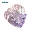 Advanced Four-section Brain Model with Clear Head