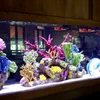 Custom acrylic fish / turtle tank aquarium made in China