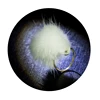 Fox Fur Ball Open Ring for Girl