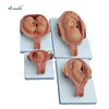 Half-Size Development Process Fetus Models Anatomical model