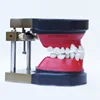 Dental model teeth Typodont Occluder with articulator