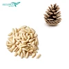 Top quality pine nut pakistan/pine nut kernels/pine nut