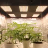 600w Led plant growth light Samsungs quantum board lm301b full Spectrum lamp Multiple for Large-scale green house cultivation