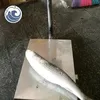 Fresh Seafood Frozen Grey Mullet Fish 1-2kg