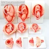 ENOVO/ The Development Process for Fetus, Genitourinary Medical Teaching Anatomical Model, 12451