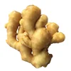 New Crop bulk fresh/Air dry Ginger at chpea price, China Ginger supplier