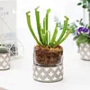 Cylinder modern european style wedding decorative planter pots / succulent plants ceramic pot with glass cover
