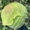 2019 Hot Sale cabbage types/savoy cabbage