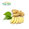 Fresh raw ginger china ginger export market prices for ginger