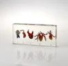 Animal and plants specimen teaching Resources animal crystal embedded sample