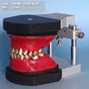 ENOVO/ Dental- orthodontics, Typodont Model, Human Oral Dental Medical Teaching Anatomical Model, 12565
