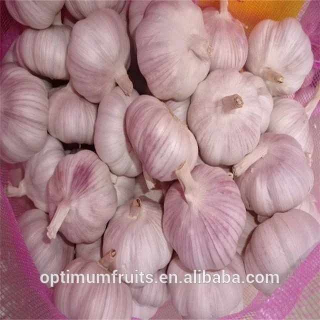 peeled garlic cloves/ kastamonu taskopru white garlic - buy raw