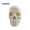 Human anatomical skull model, human skull model