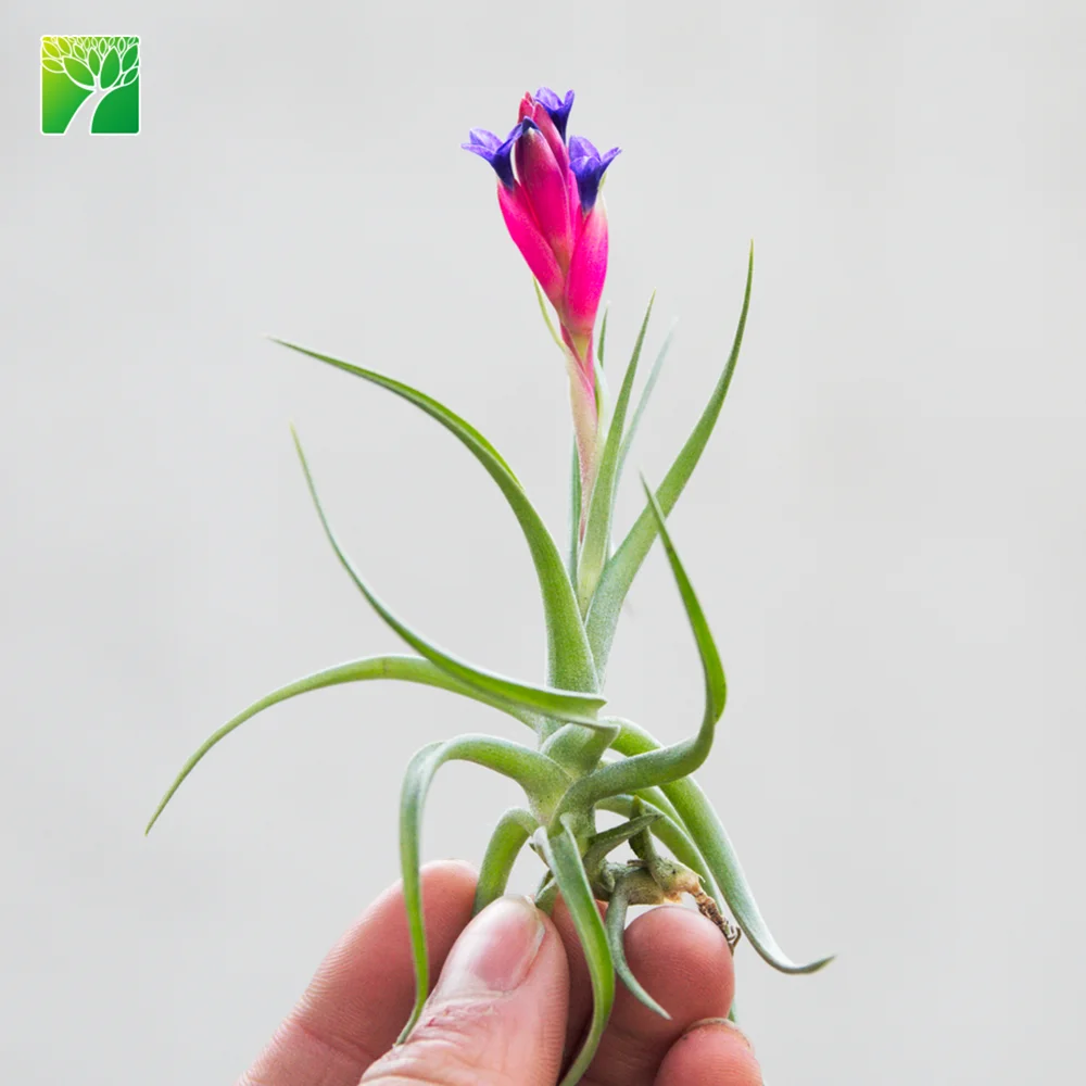 Hot Sale 2 3 Inch Height Green Live Air Plant T Bergeri Hybrid Buy Green Air Plant Live Air Plant T Bergeri Hybrid Product On Alibaba Com